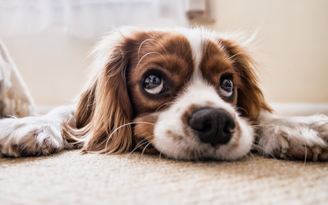 Pet Trusts: How They Work and Why You Should Have One