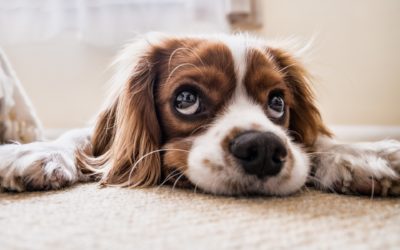 Pet Trusts: How They Work and Why You Should Have One